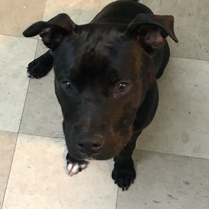 Meet your Posher, Pablo